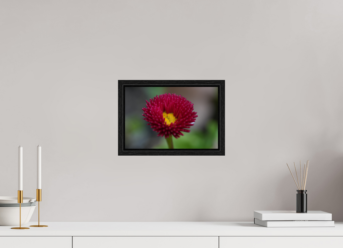 30 x 20 cm, Floater Frame Crimson Daisy Macro – Fine Art Print