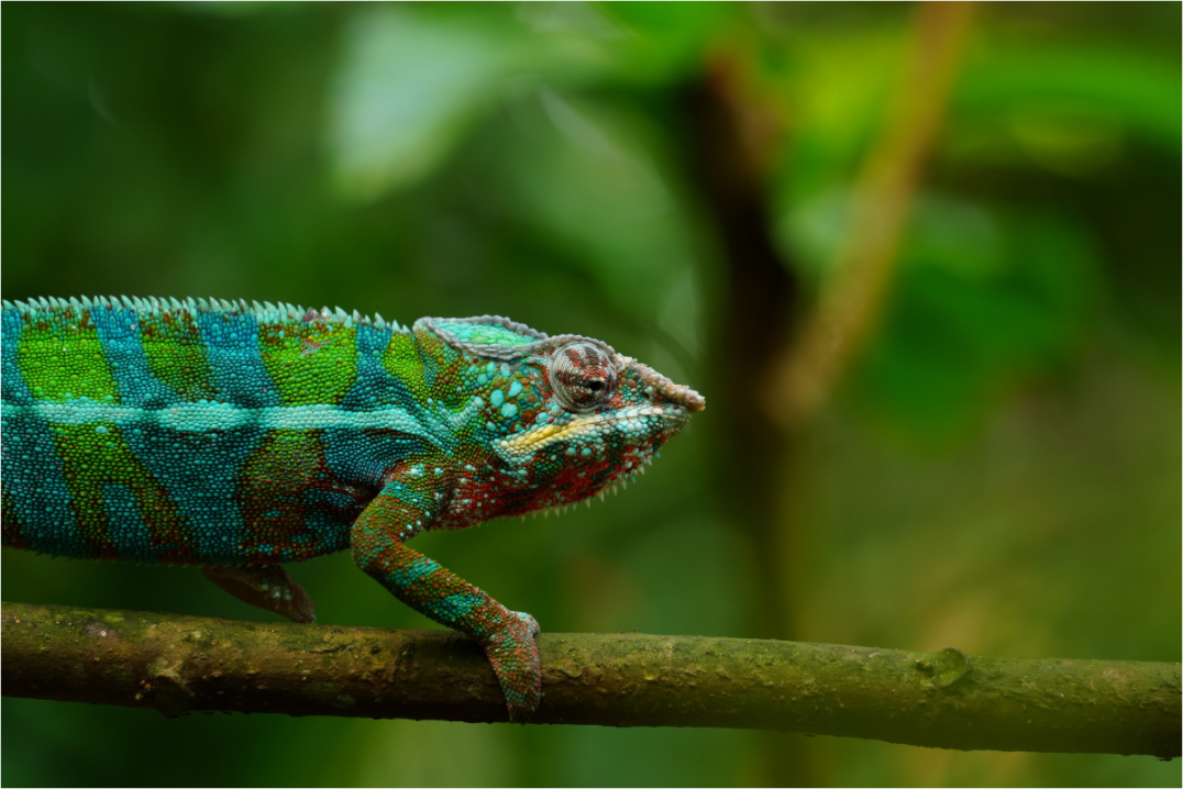 Main image Panther Chameleon I – Fine Art Print