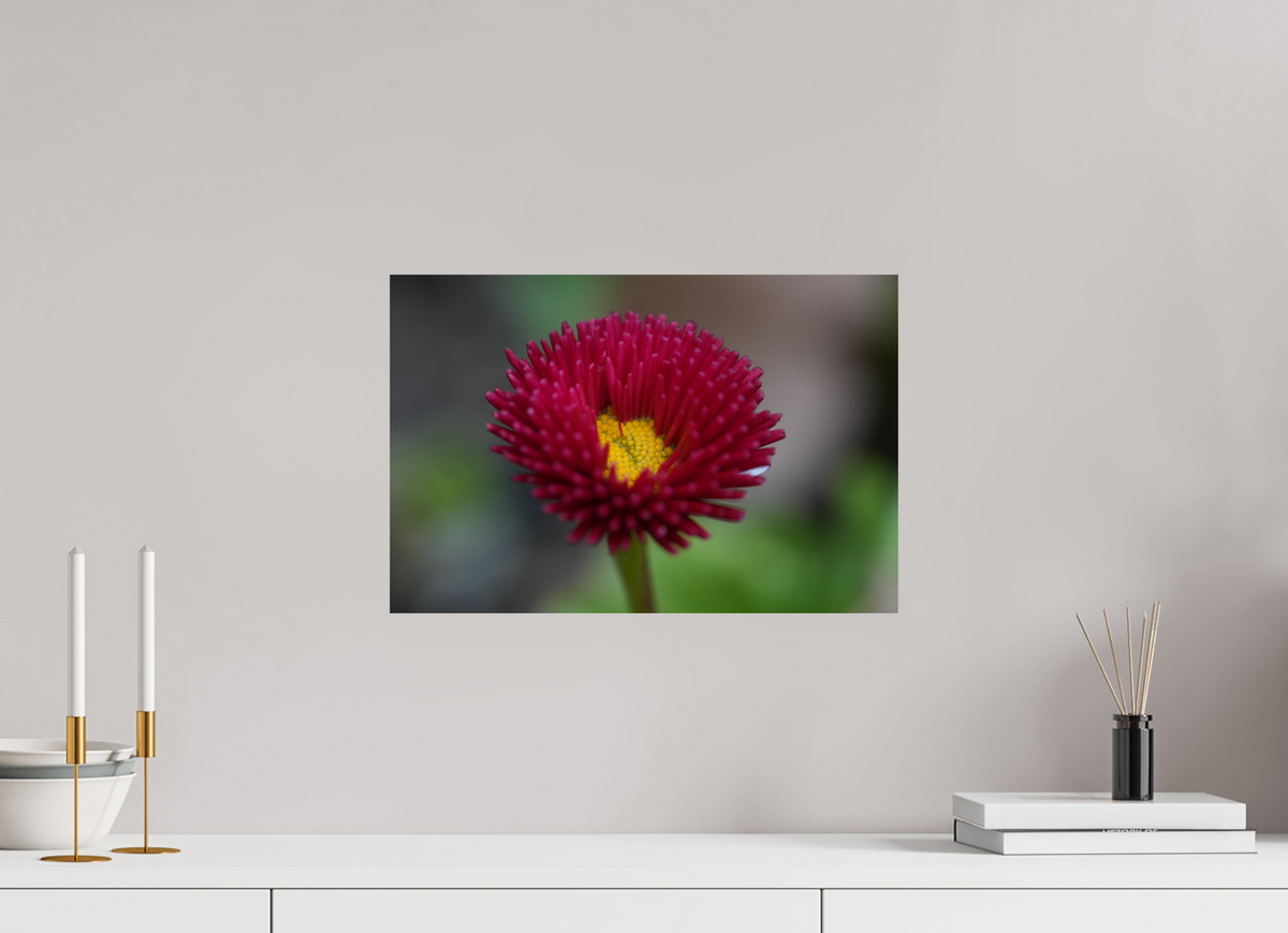 45 x 30 cm, Fine Art Print Crimson Daisy Macro – Fine Art Print