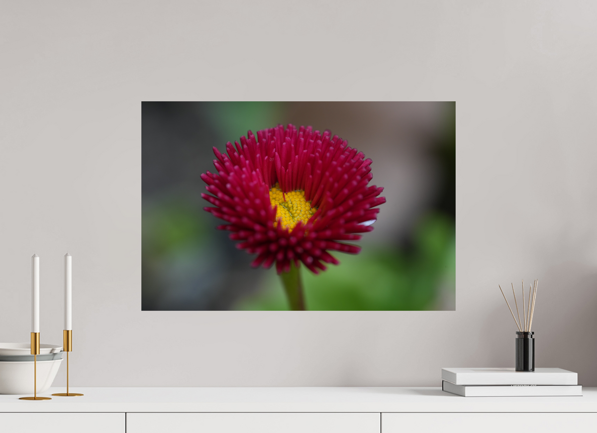 60 x 40 cm, Fine Art Print Crimson Daisy Macro – Fine Art Print