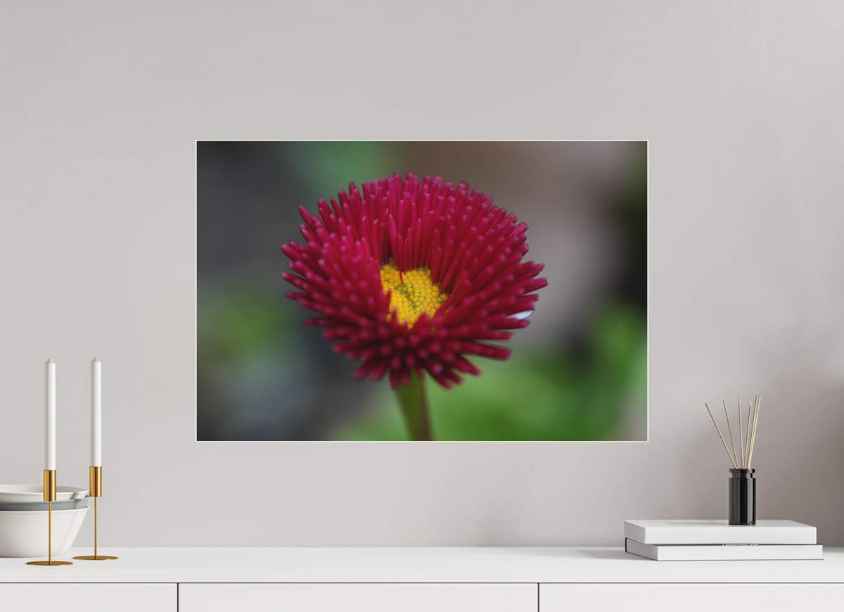 60 x 40 cm, Pixelpoetry Prenium Acryl 4 mm Crimson Daisy Macro – Fine Art Print