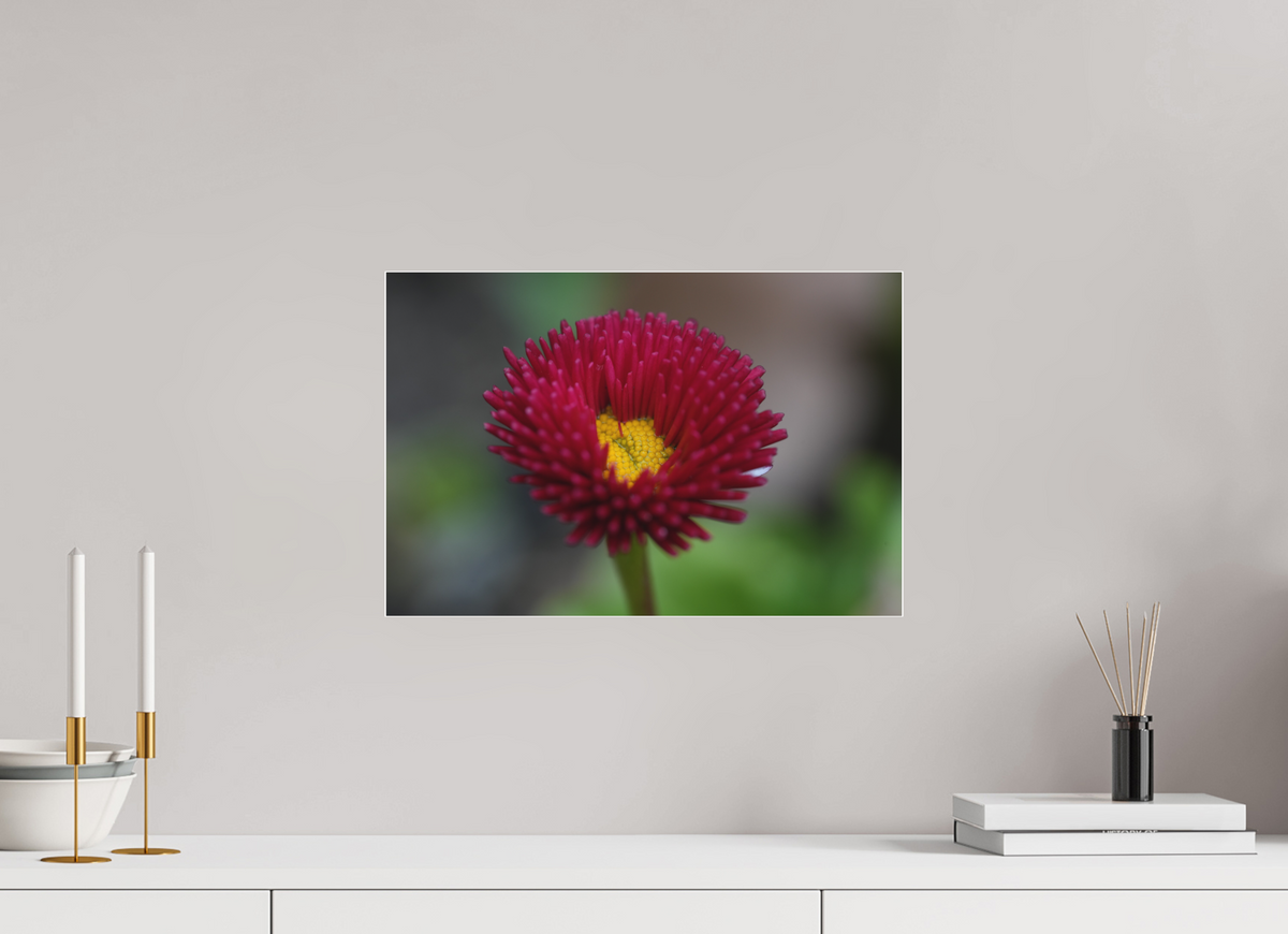 45 x 30 cm, Pixelpoetry Prenium Acryl 4 mm Crimson Daisy Macro – Fine Art Print