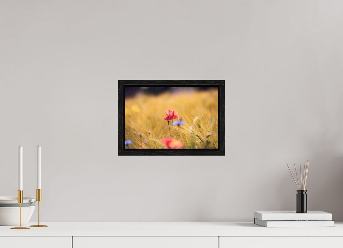 30 x 20 cm, Floater Frame Poppy in Golden Wheat – Fine Art Print