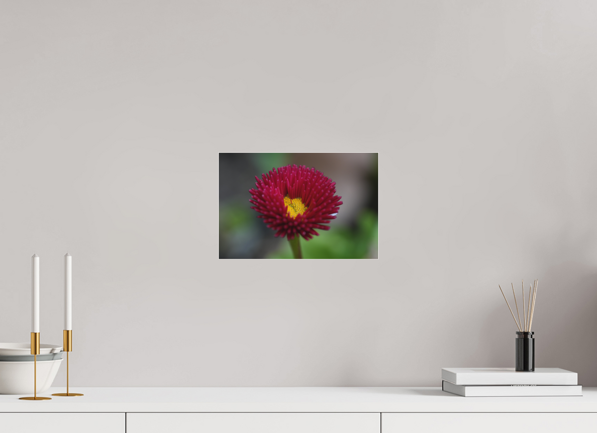 30 x 20 cm, Pixelpoetry Prenium Acryl 4 mm Crimson Daisy Macro – Fine Art Print