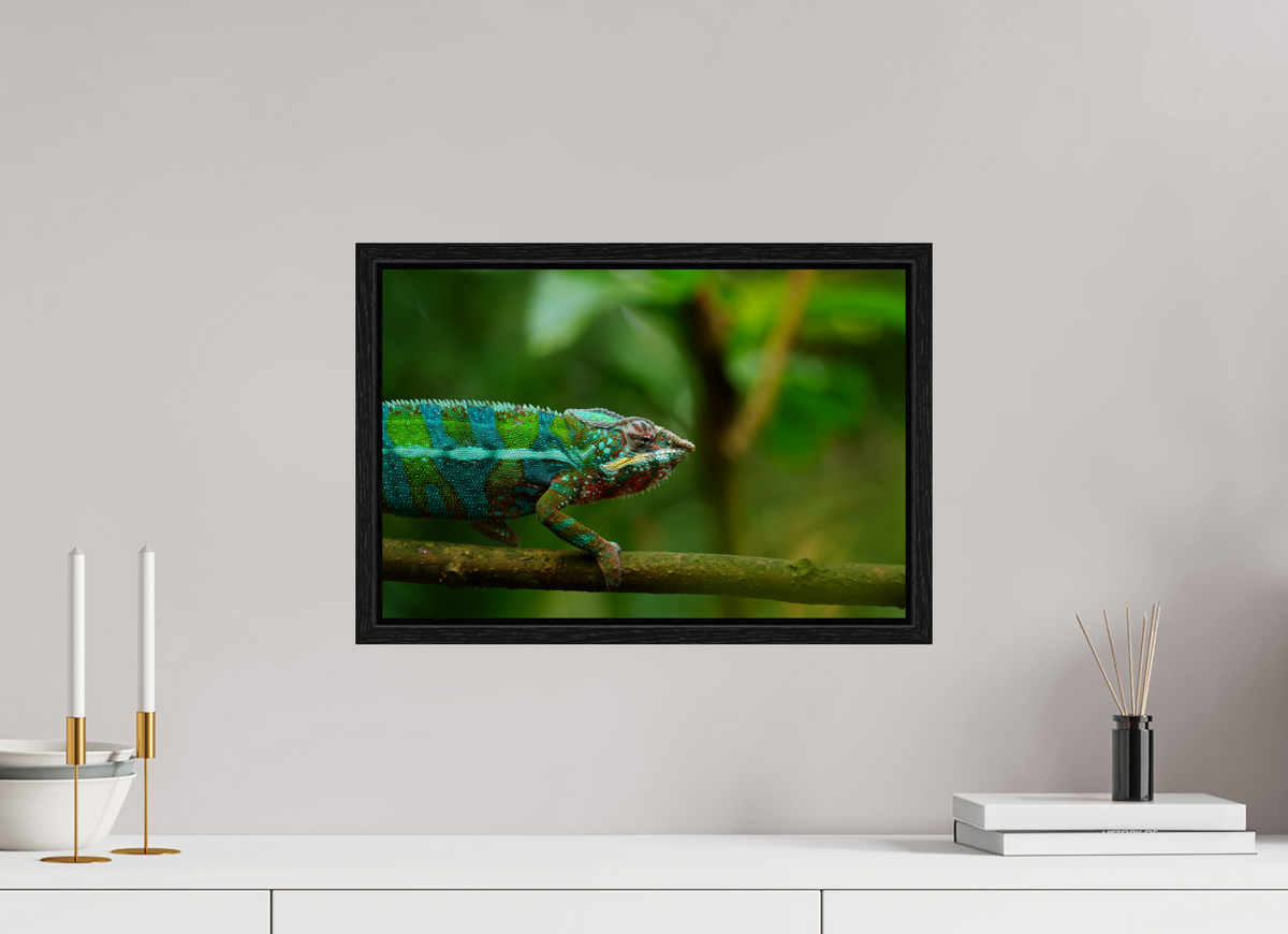 45 x 30 cm, Floater Frame Panther Chameleon I – Fine Art Print