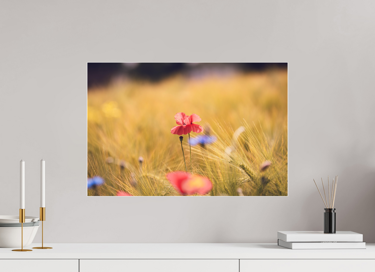 60 x 40 cm, Pixelpoetry Prenium Acryl 4 mm Poppy in Golden Wheat – Fine Art Print