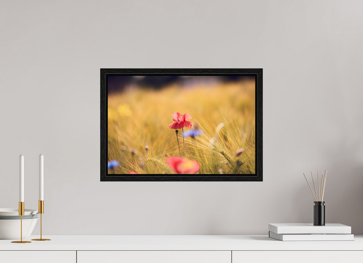 45 x 30 cm, Floater Frame Poppy in Golden Wheat – Fine Art Print