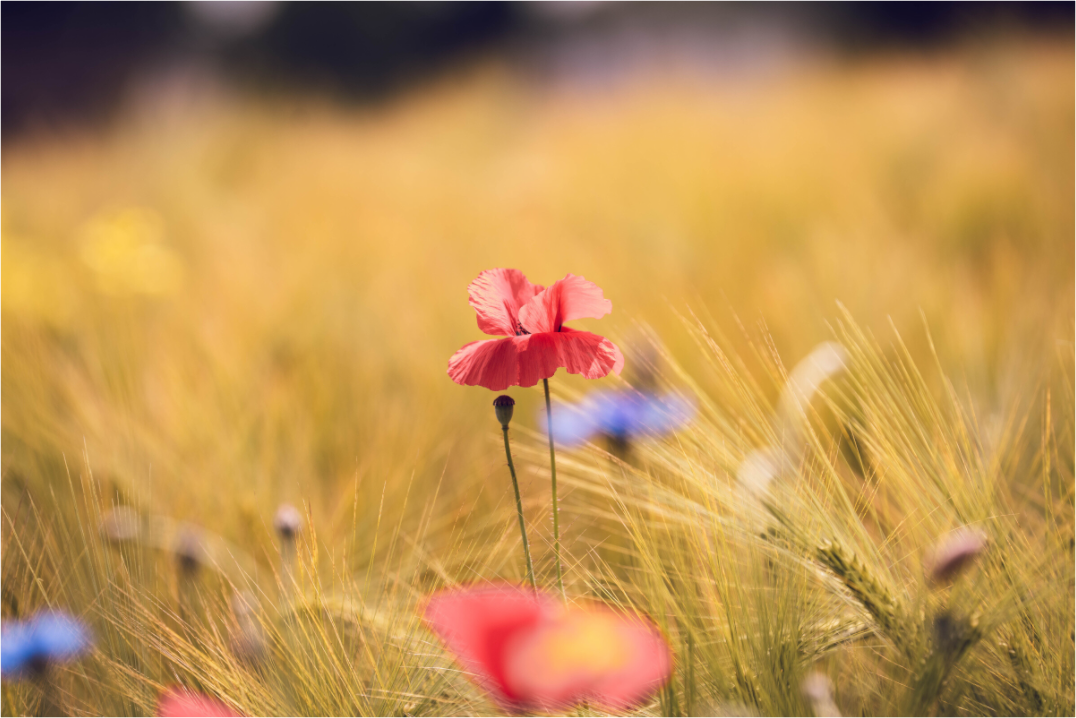 Main image Poppy in Golden Wheat – Fine Art Print