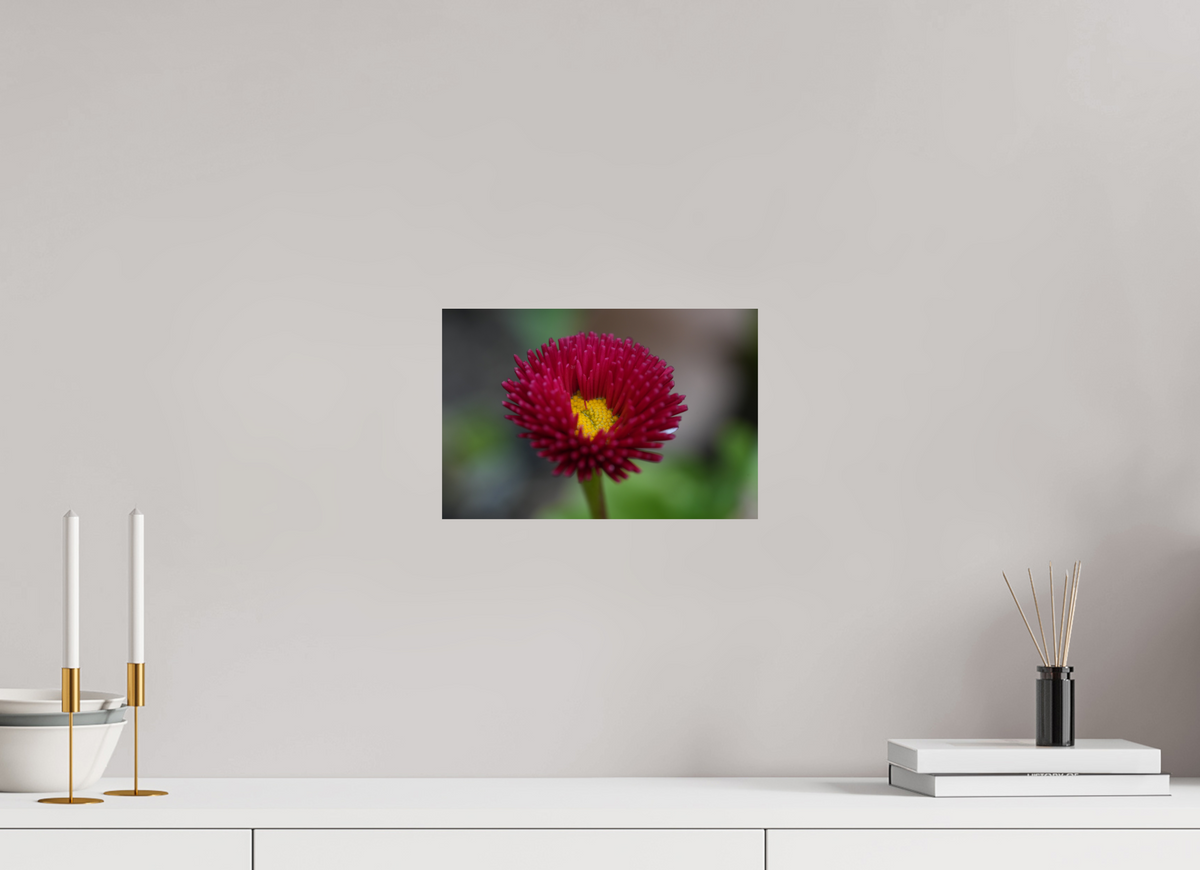 30 x 20 cm, Fine Art Print Crimson Daisy Macro – Fine Art Print