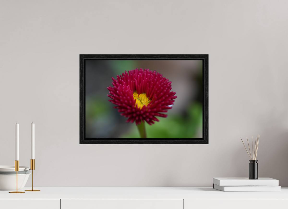 45 x 30 cm, Floater Frame Crimson Daisy Macro – Fine Art Print