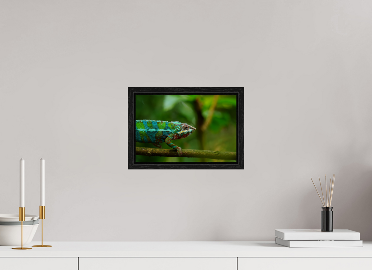 30 x 20 cm, Floater Frame Panther Chameleon I – Fine Art Print