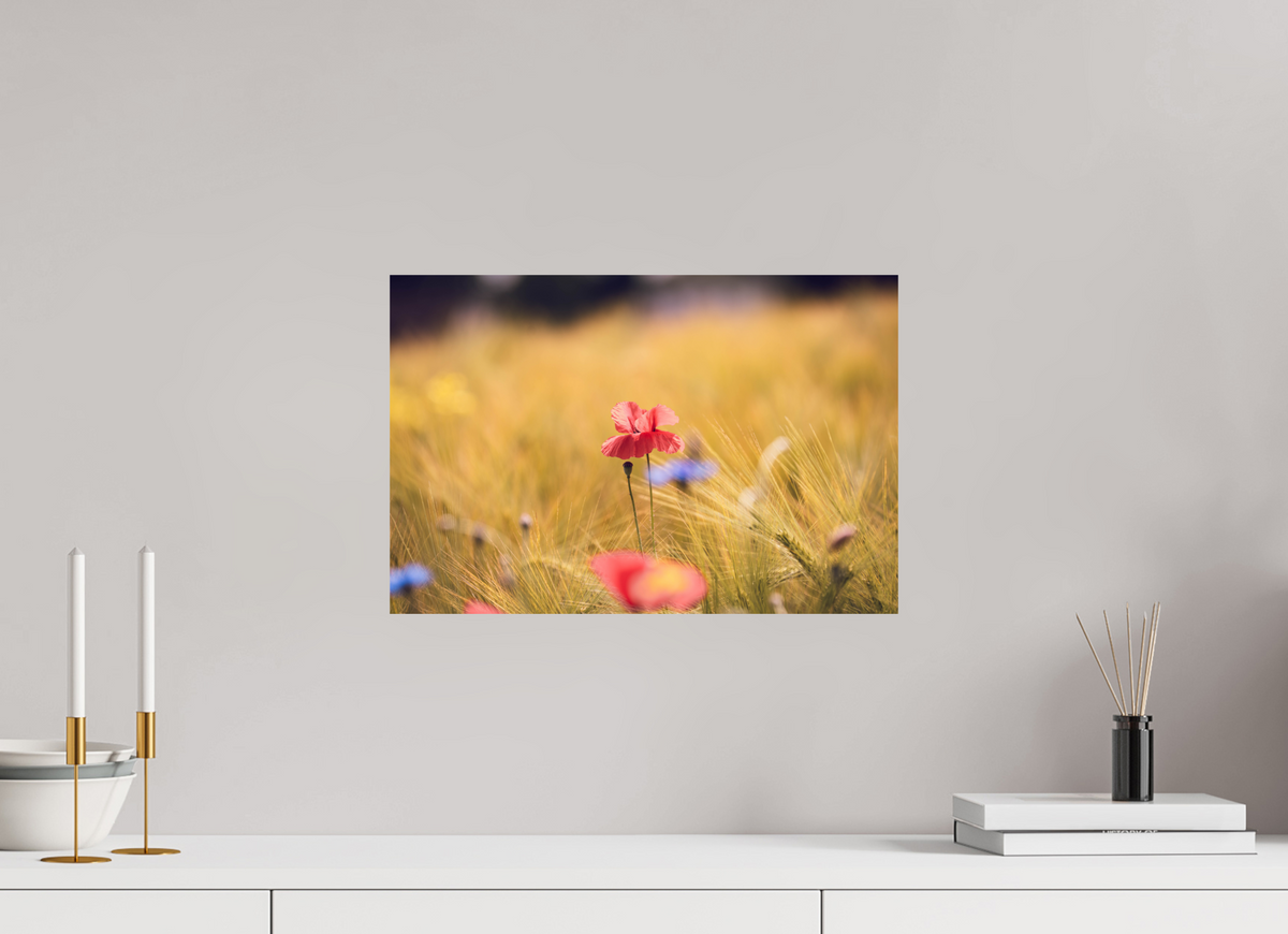 45 x 30 cm, Fine Art Print Poppy in Golden Wheat – Fine Art Print