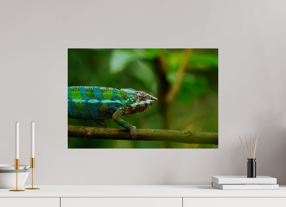 60 x 40 cm, Fine Art Print Panther Chameleon I – Fine Art Print
