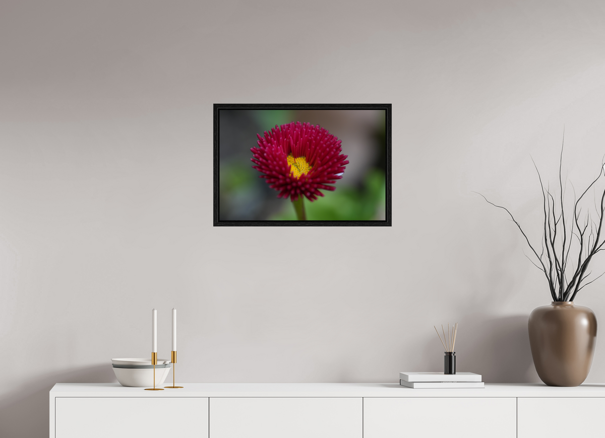 60 x 40 cm, Floater Frame Crimson Daisy Macro – Fine Art Print