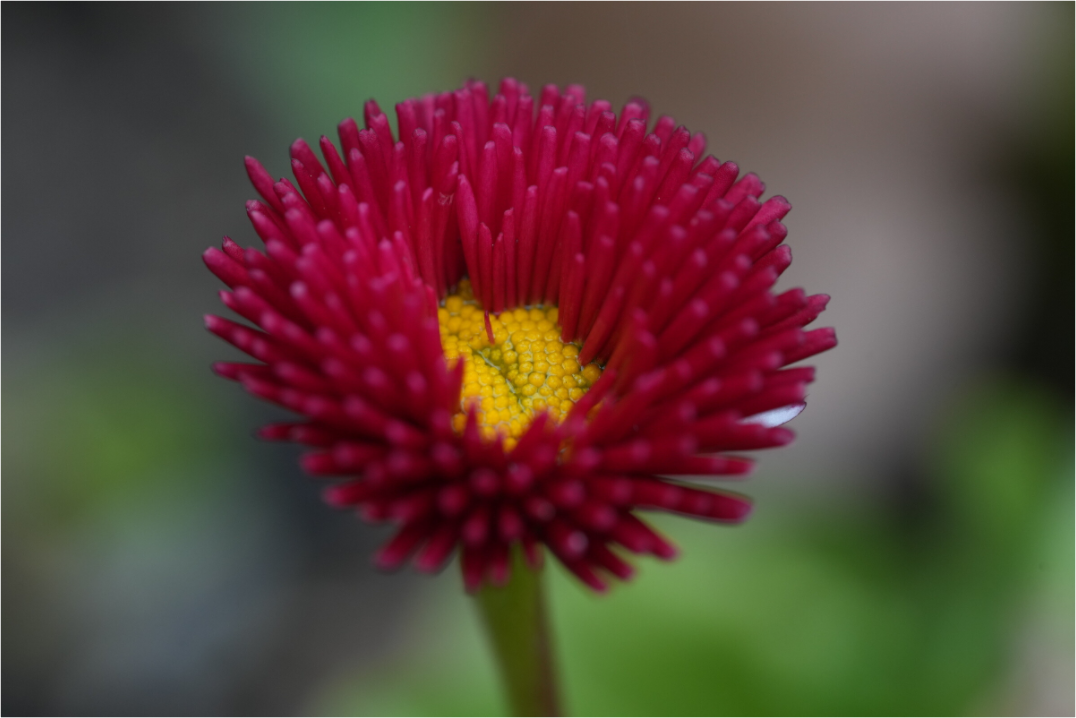 Main image Crimson Daisy Macro – Fine Art Print