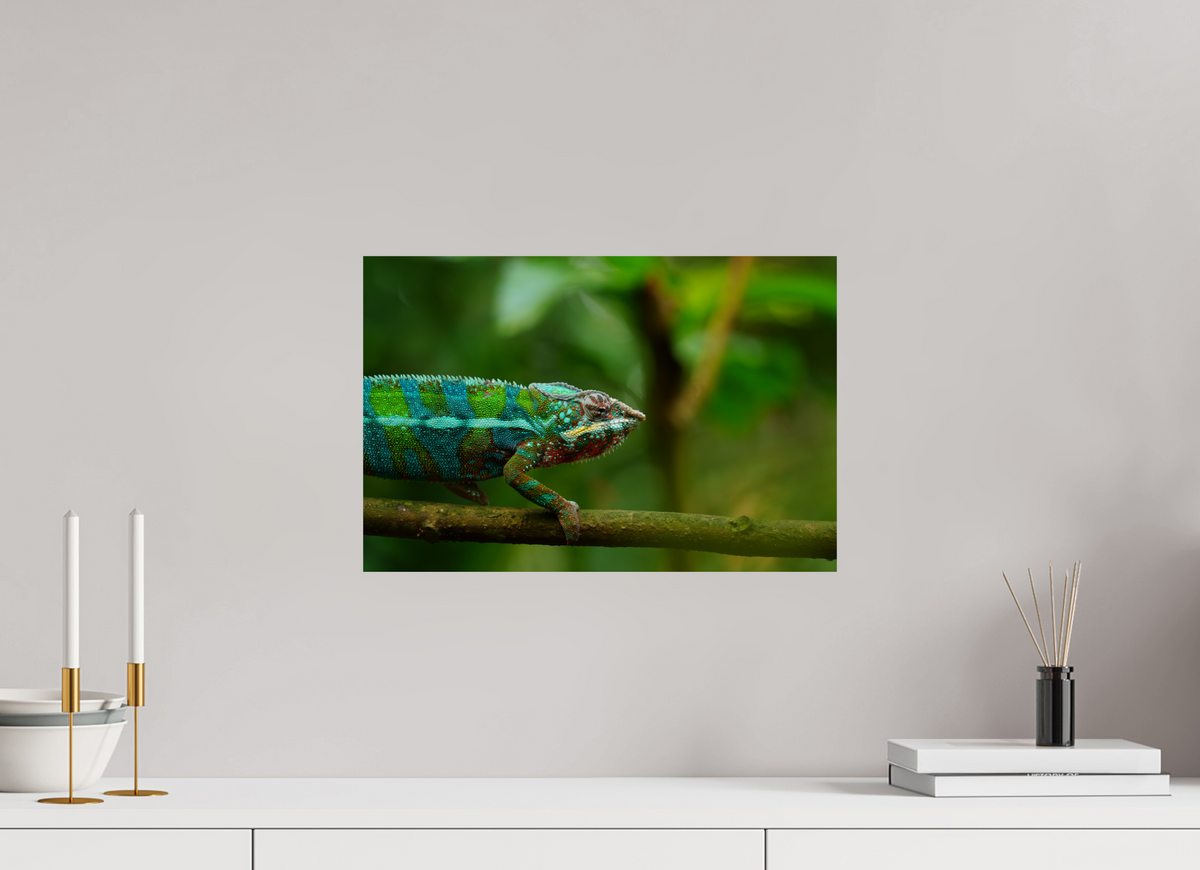 45 x 30 cm, Fine Art Print Panther Chameleon I – Fine Art Print