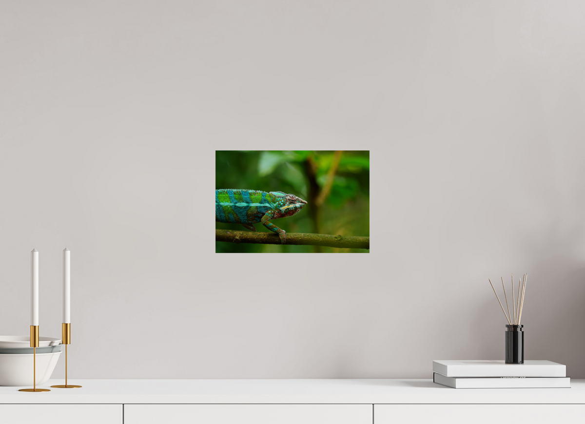 30 x 20 cm, Fine Art Print Panther Chameleon I – Fine Art Print