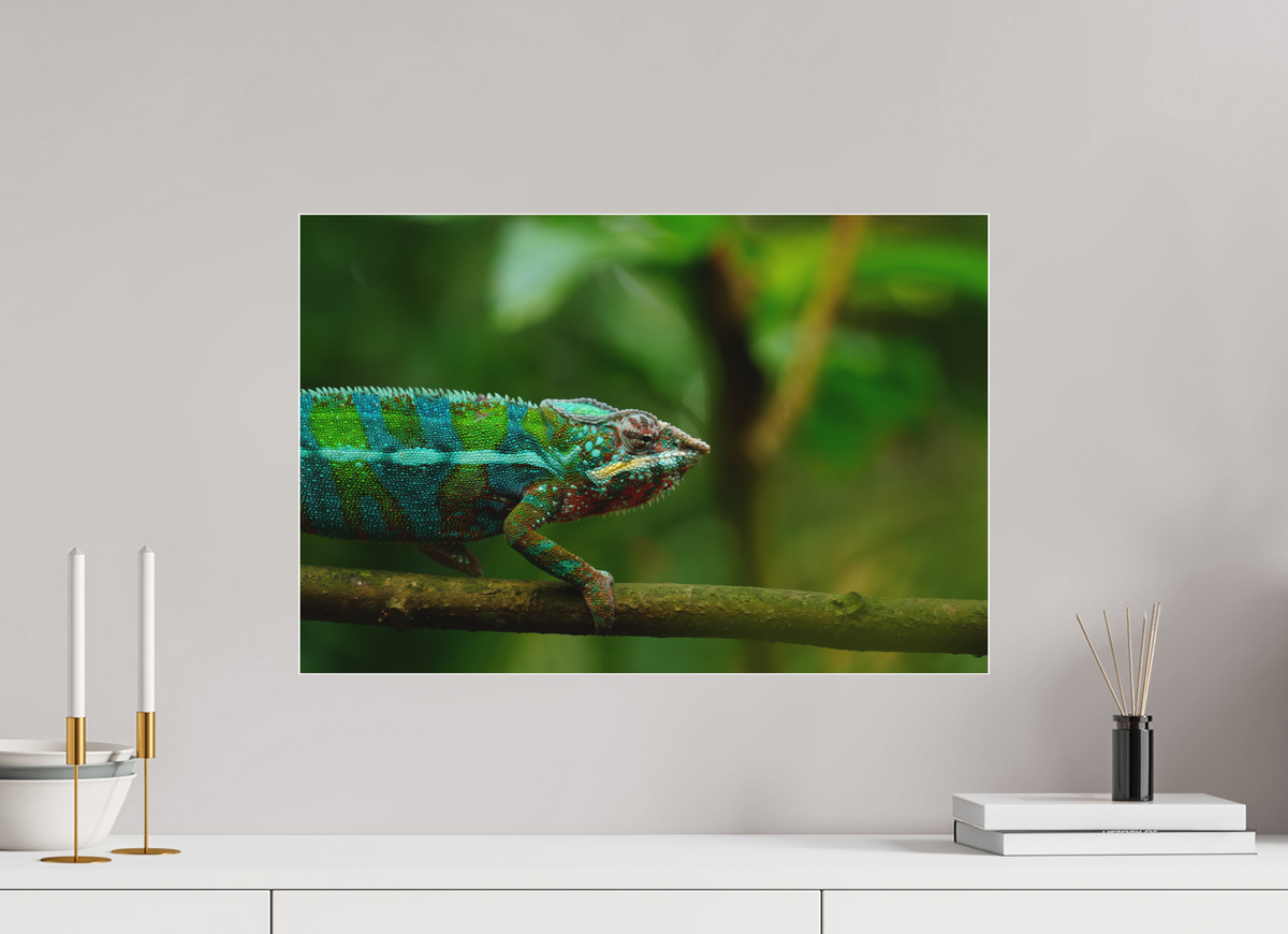 60 x 40 cm, Pixelpoetry Prenium Acryl 4 mm Panther Chameleon I – Fine Art Print